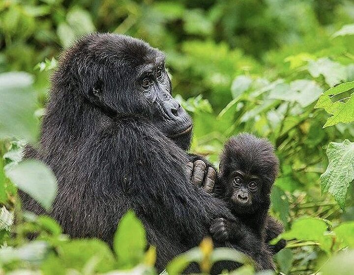 Bwindi Impenetrable National Park